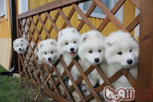 薩摩耶犬的喂食要點