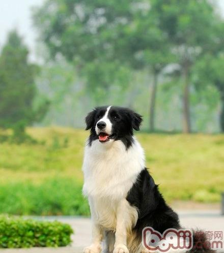 怎么訓練邊境牧羊犬有好的飲食習慣