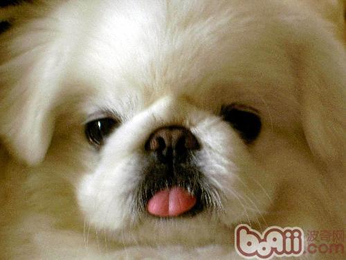 怎么訓練京巴犬自己上廁所