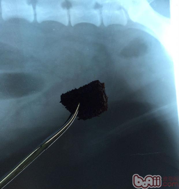 腸道異物對犬的危害