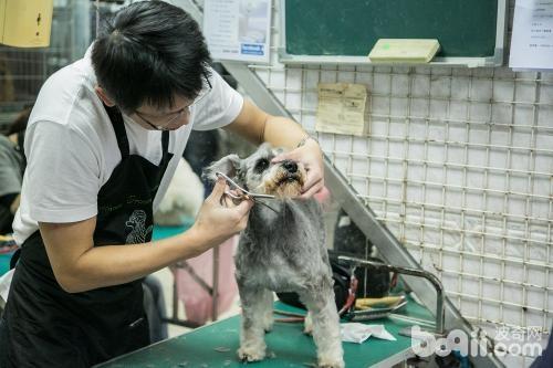 護理狗狗毛發的方式都有哪些？