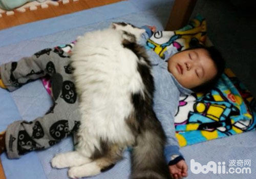 冬天了，貓咪如何保暖？