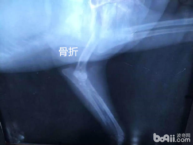 犬前腿、下頜骨骨折及常見的治療方法