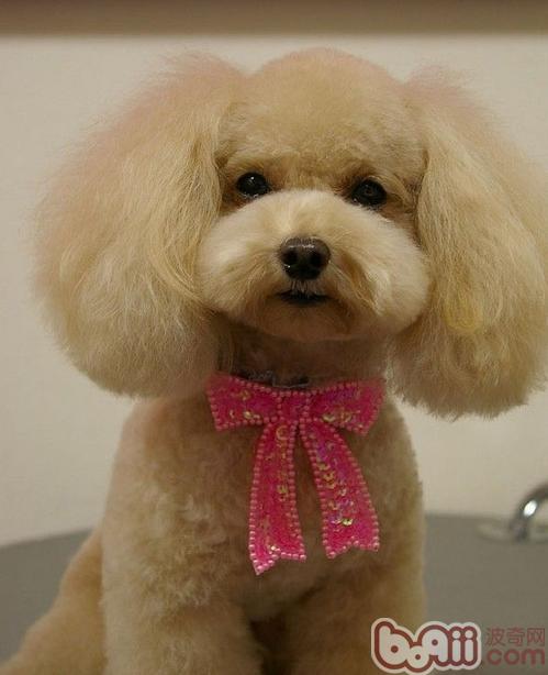 貴賓犬在美容店應該被提供的服務有哪些