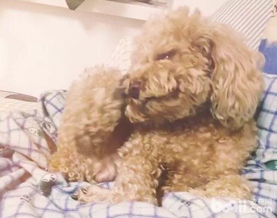 狗狗耳螨怎么辦 狗狗耳螨有哪些癥狀