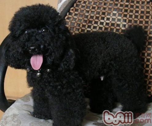 一例犬甲狀腺機能低下癥病例分析