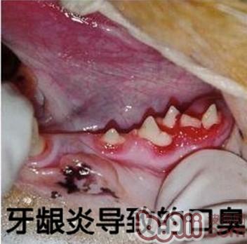 造成狗狗有體味的4大原因