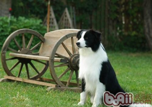 邊境牧羊犬長螨蟲怎么辦