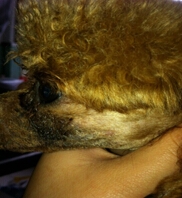 犬皮膚病的發病原因及防治調查報告