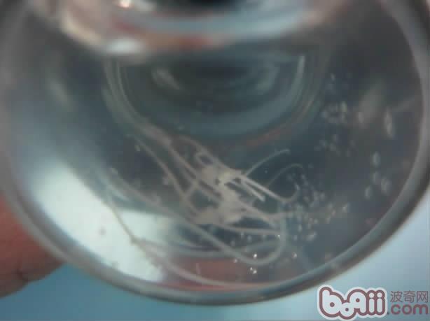 犬結膜吸吮線蟲病的診治