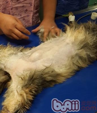 犬貓子宮蒂蓄膿癥與病例分享