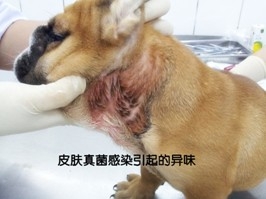 造成狗狗有體味的4大原因