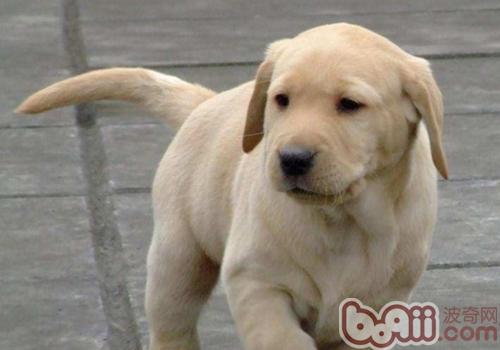<a href=/zhonglei/gou/ target=_blank class=infotextkey>狗</a>狗訓練的注意事項