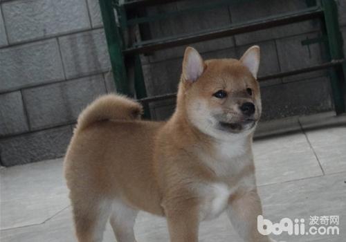 犬疥螨病的檢查方法