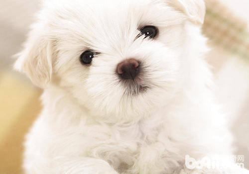 如何預防犬牙周炎