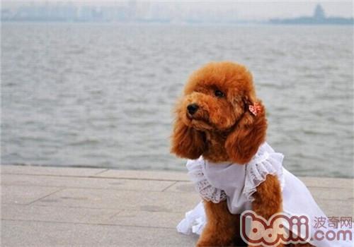 犬肛門囊炎的手術治療