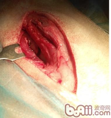 一例犬股骨骨干骨折治療全記錄