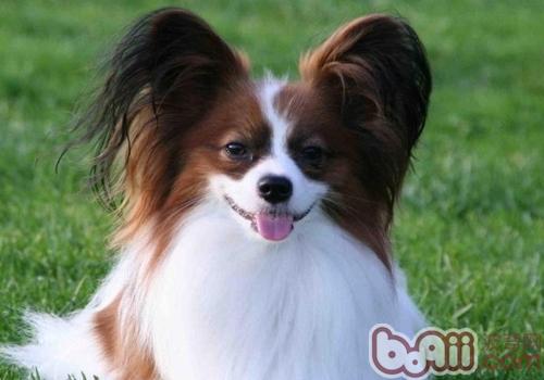 蝴蝶犬好訓練嗎
