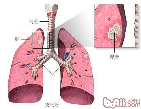 淺談寵物源性人畜共患病