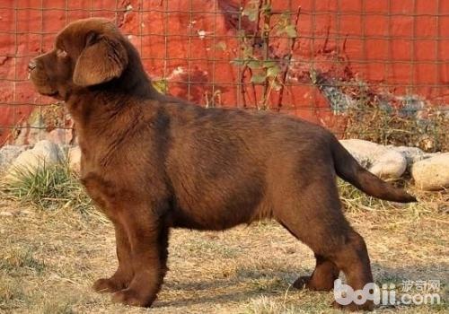 如何治療犬黑熱病