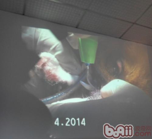 犬貓潔牙手術方法簡介
