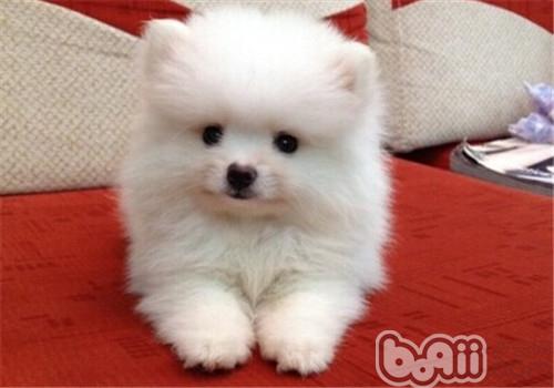 犬腺病毒Ⅱ型感染診斷