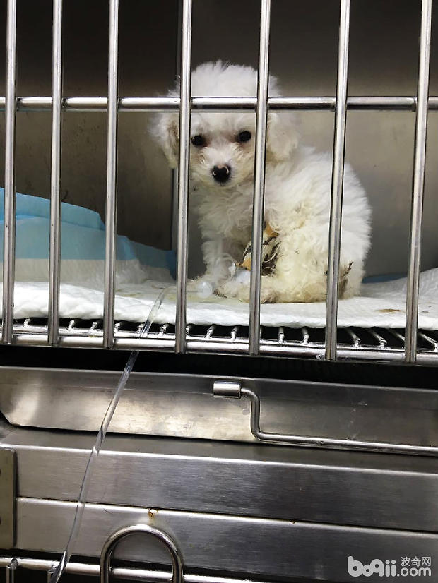 比熊犬細小病毒病的治療