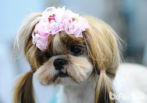 怎樣治療犬前列腺炎