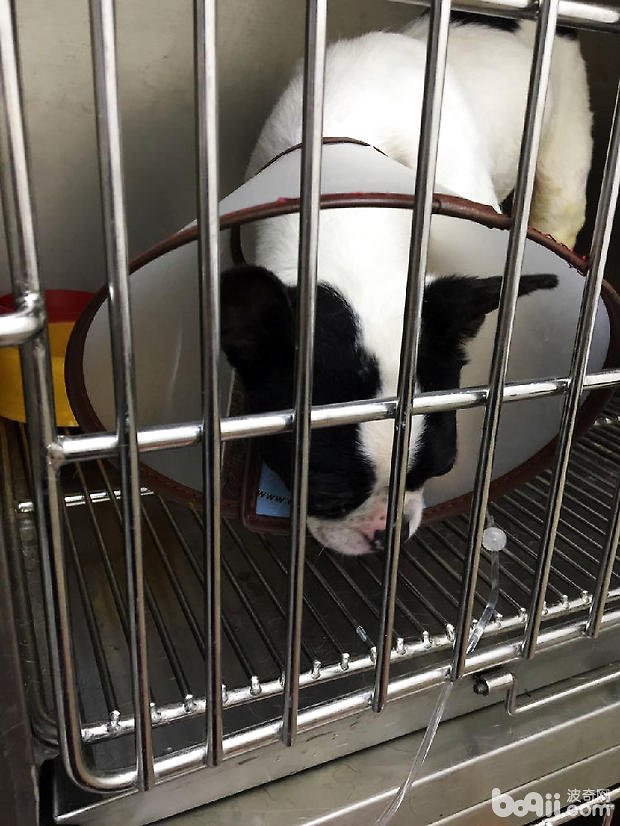 法國斗牛犬尿道結石的手術治療