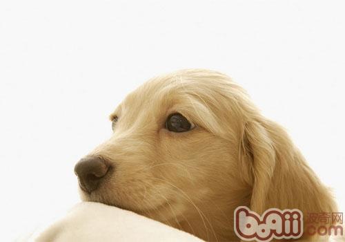 幼犬腹瀉與翻腸子