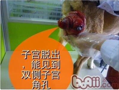 一例典型犬子宮脫出病例的解析