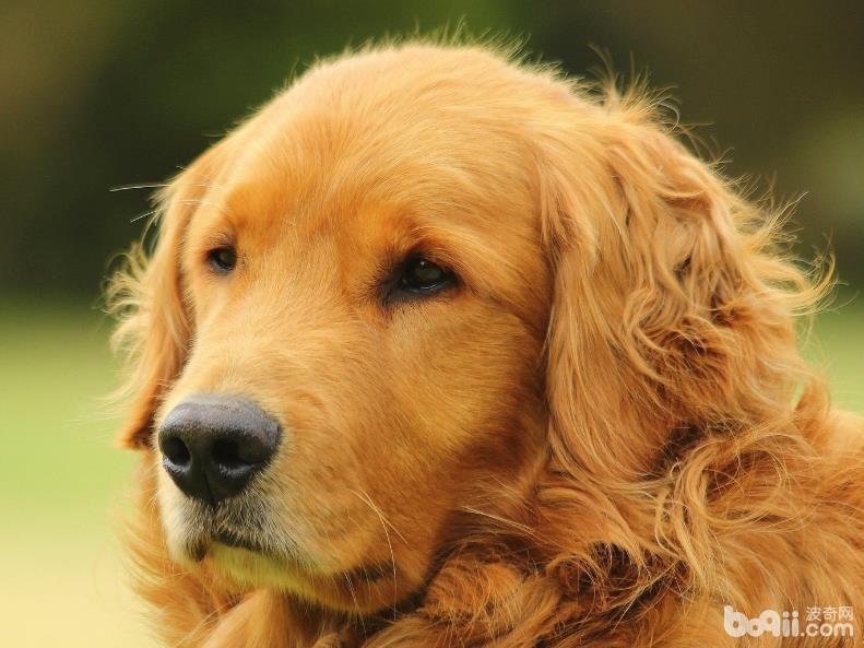 關于狂犬病你不得不知的幾個問題