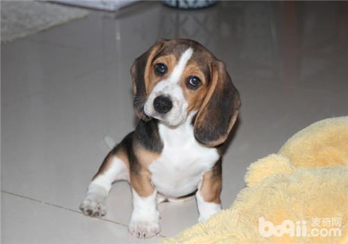 犬肥胖癥的預防措施