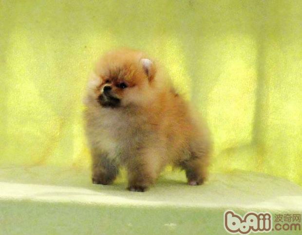 博美犬換毛期的美容要點