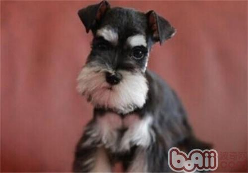 犬咳血的原因與急救