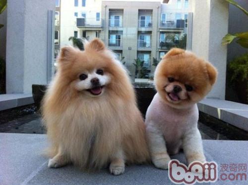 為博美犬剪毛切忌太短