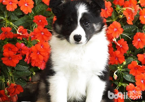 如何預防犬牙周炎