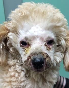 犬膿皮病的發病機理及診治體會