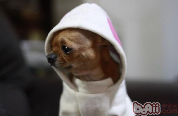 狗狗為什么會咬人