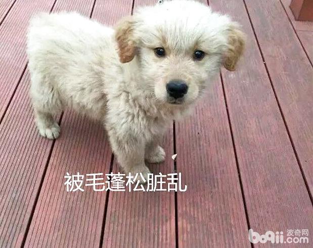 寵物臨床檢查之一般檢查