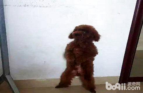 狗罰站