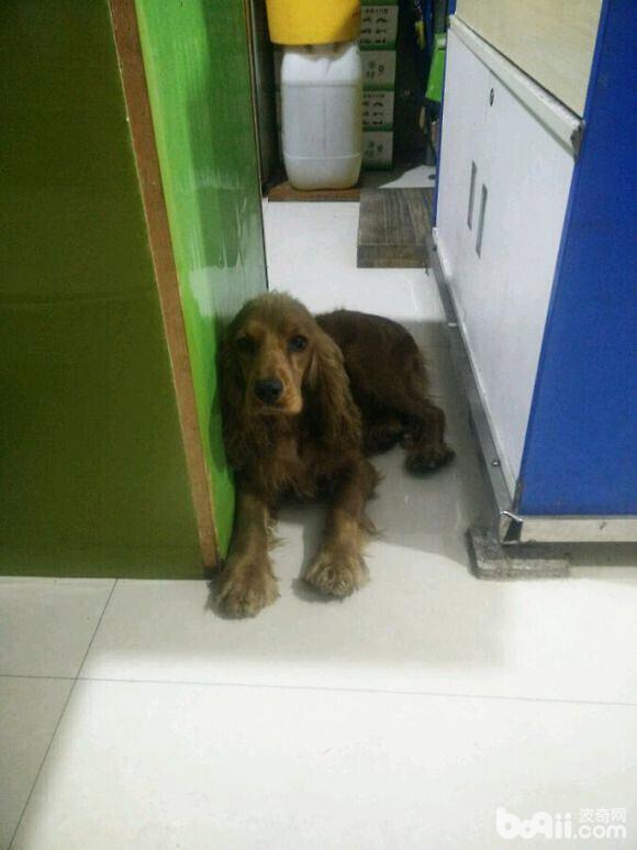 犬膈疝的診斷與治療