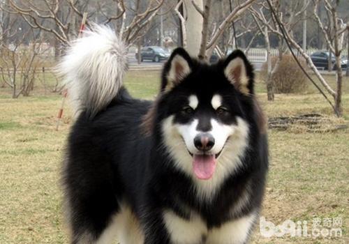 犬疥螨病的治療方法