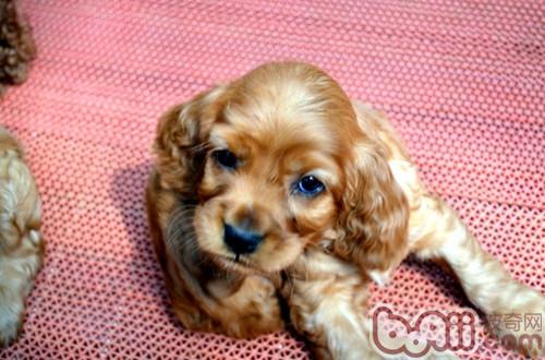 如何制止可卡犬扒門