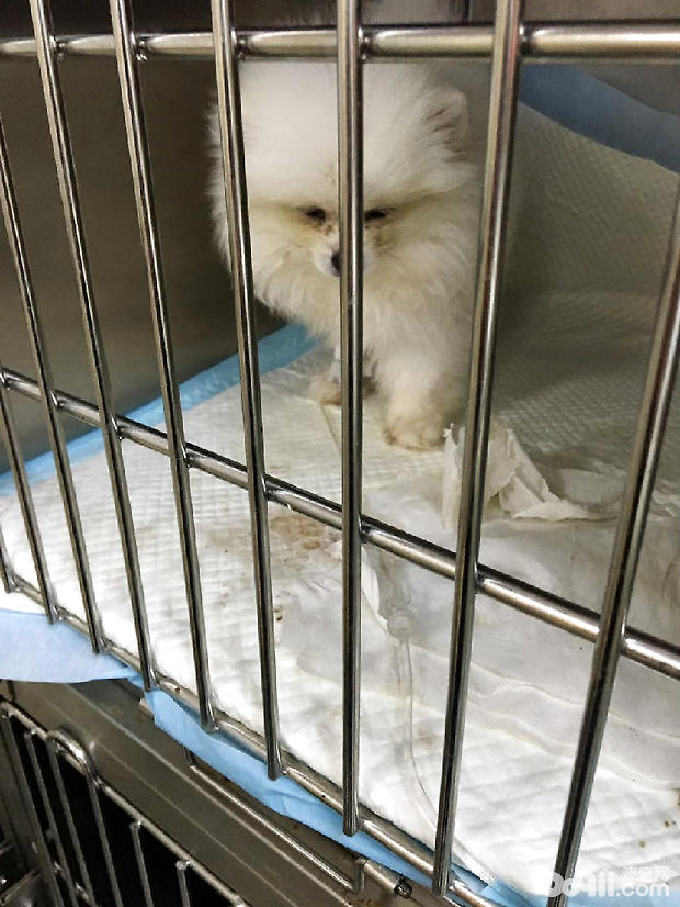 博美犬的結膜炎的治療體會