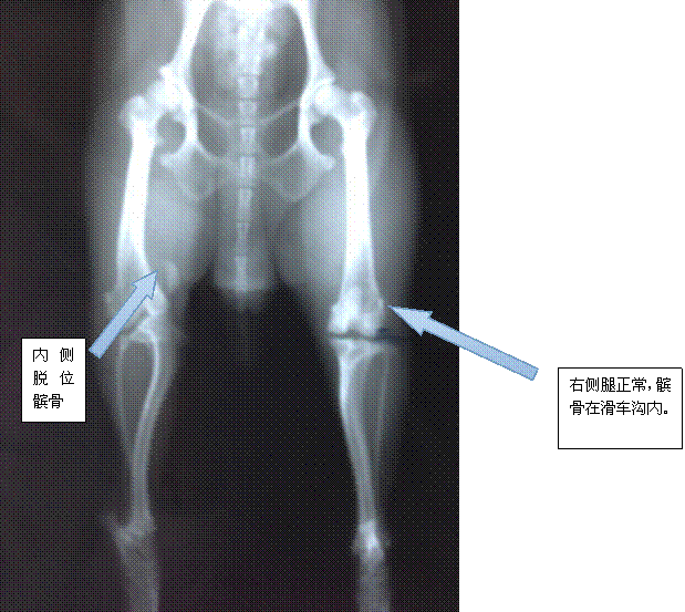 狗狗內側髕骨脫位的癥狀及治療