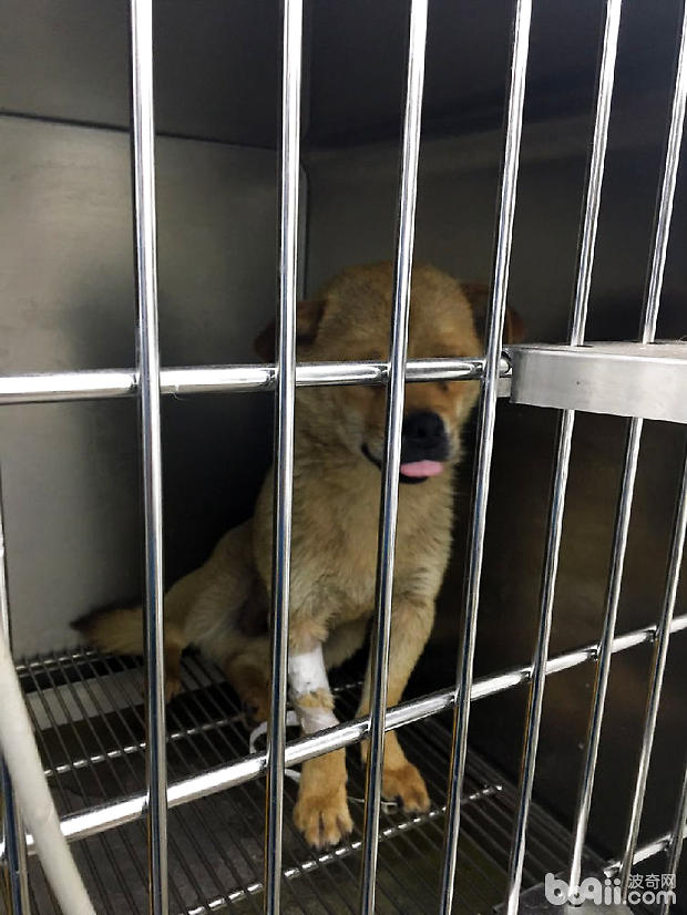 中華田園犬子宮蓄膿的診治
