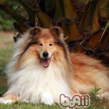如何清潔蘇格蘭牧羊犬的眼睛