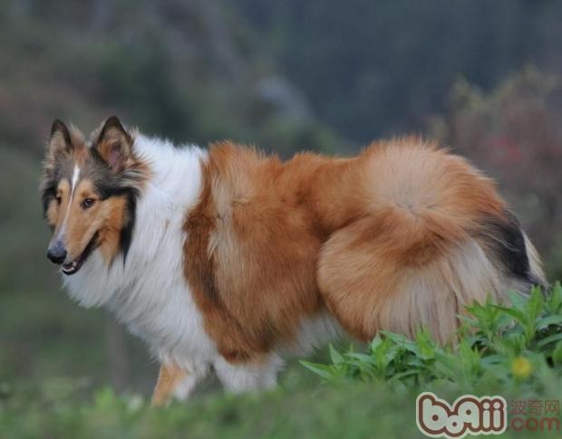 蘇格蘭牧羊犬修剪指甲的辦法