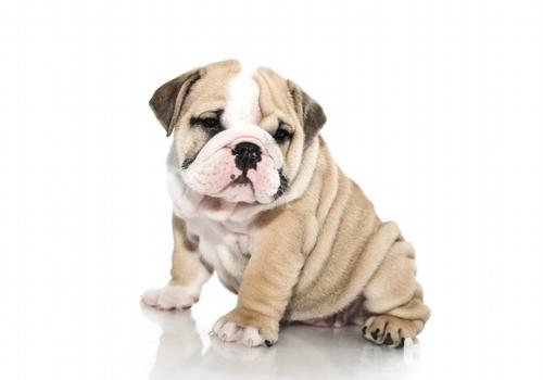 如何改善沙皮犬的體臭問題